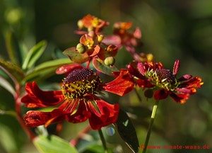 Garten Staudenbeet anlegen Helenium Sonnenbraut Euphorbia Wolfsmilch