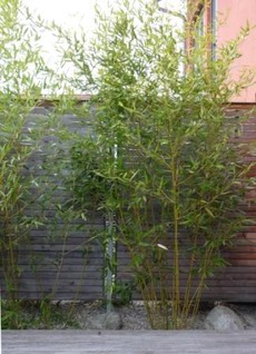 Gartenplanung Terrasse Sichtschutz Bambus 